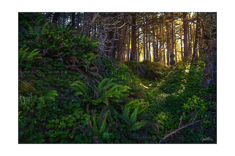 Giant ferns and trees in the coastal rainforest, Kalaloch Beach, Olympic National Park